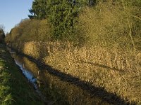 NL, Limburg, Nederweert, Hugterbroek 5, Saxifraga-Jan van der Straaten